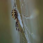 Spiderland...7