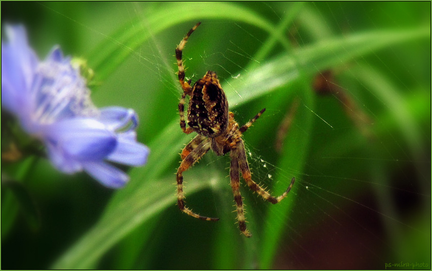 Spiderman ;-)