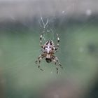 Spiderman bei meinem Bruder im Garten