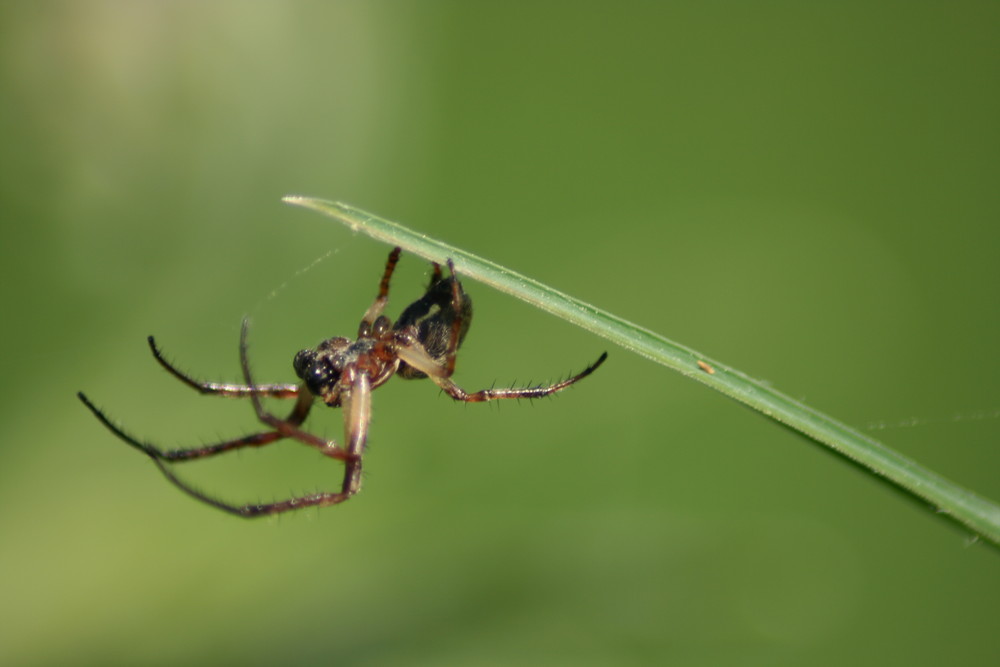 spiderman en pleine nature