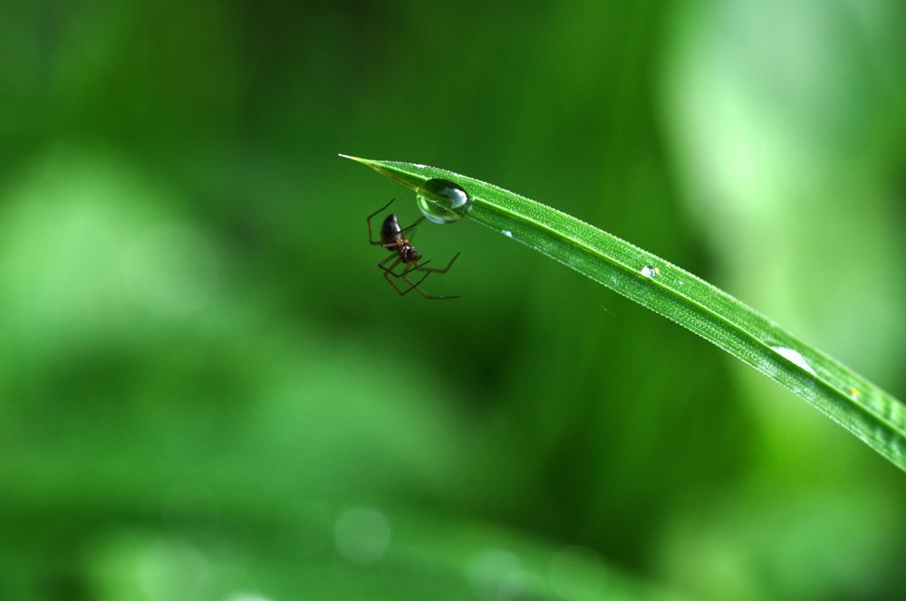 Spiderman hanging on a Grashalm