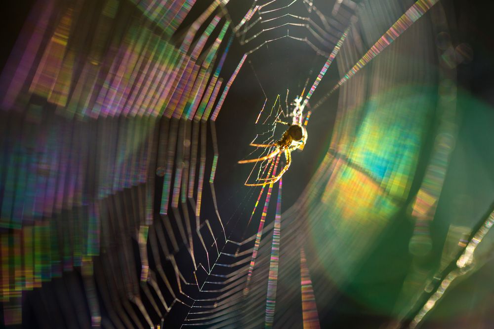 Spiderman im Farbenrausch