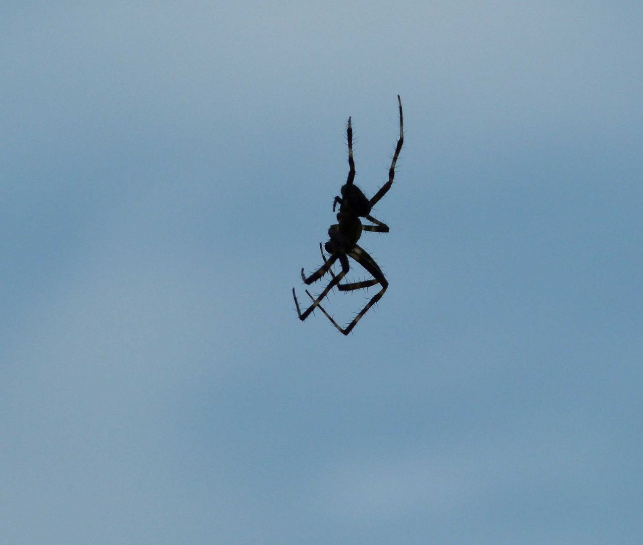 Spiderman im freien Flug