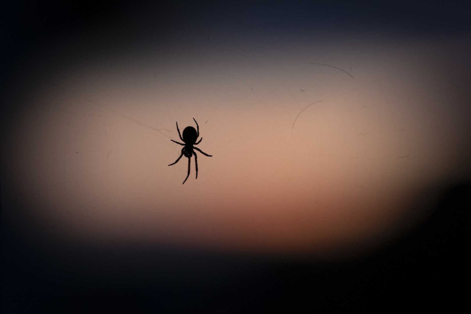 Spiderman im Sonnenuntergang