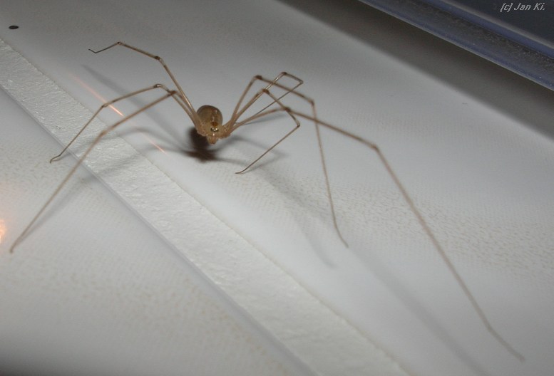 Spiderman in the Bathroom