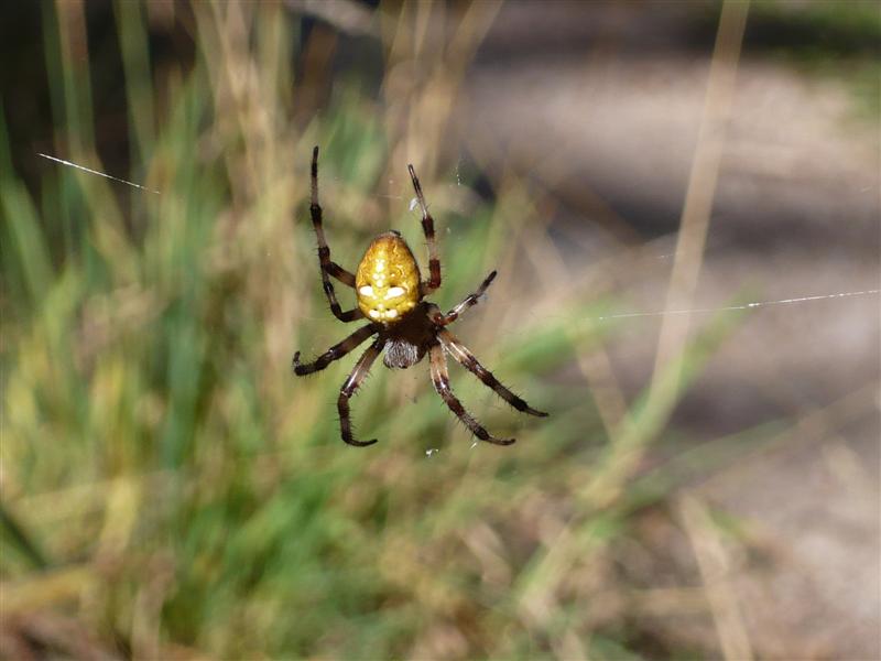 Spiderman lässt grüssen