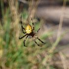 Spiderman lässt grüssen