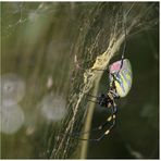 Spiderman und Spiderwoman