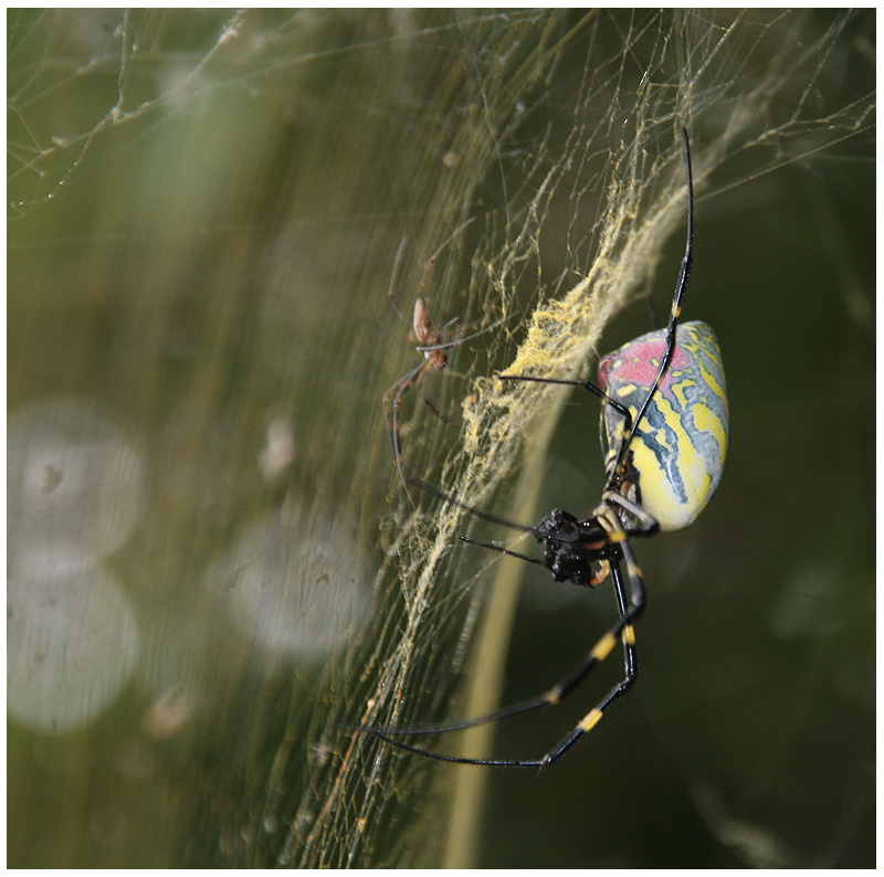 Spiderman und Spiderwoman