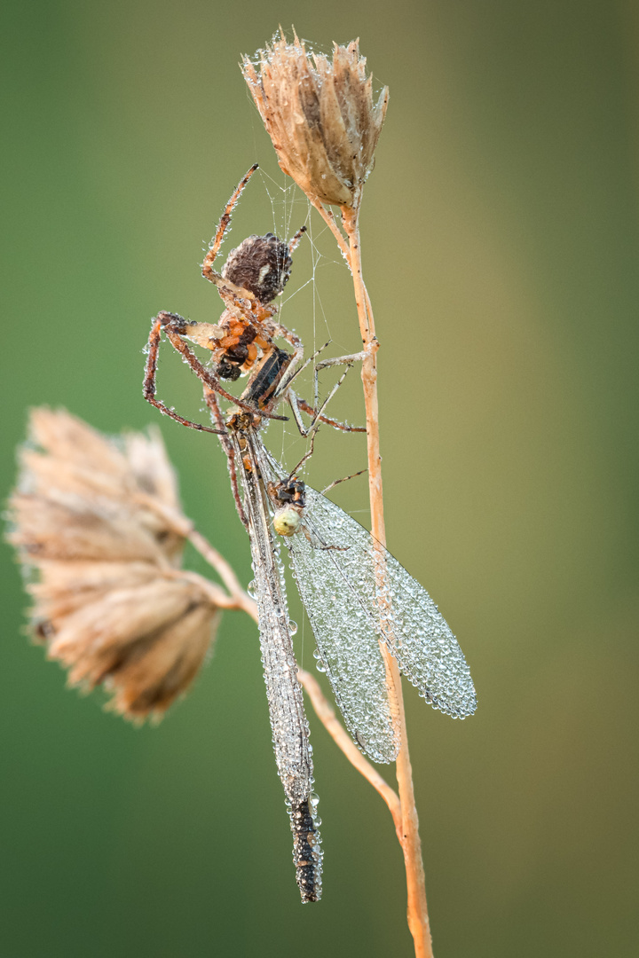 Spiderman versus Dragonfly