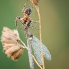 Spiderman versus Dragonfly