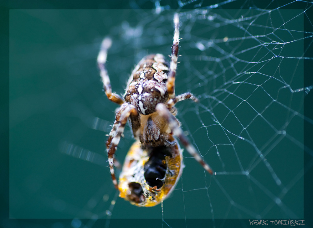 spider[man] vs. [lady]beetle
