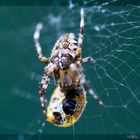 spider[man] vs. [lady]beetle