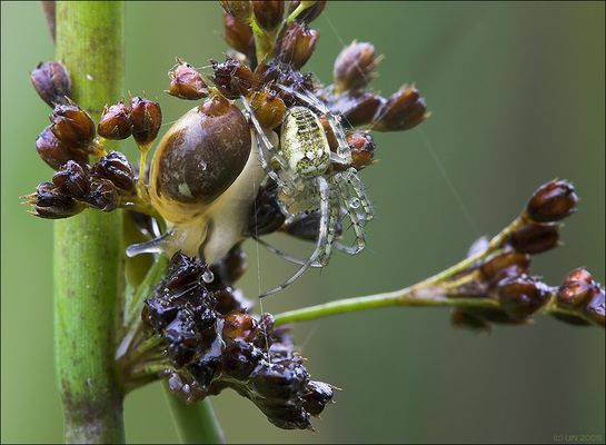 Spiderman wollte schon immer...