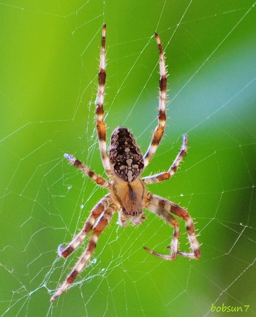 Spiderman,hier lauert der Tod