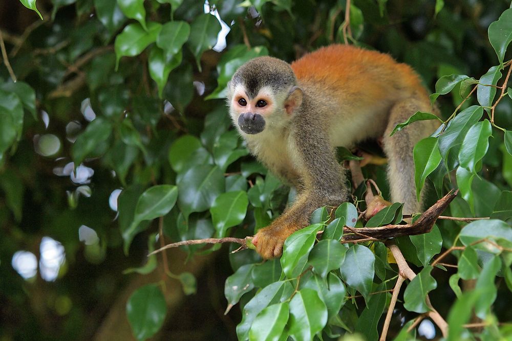 Spidermonkey Costa Rica