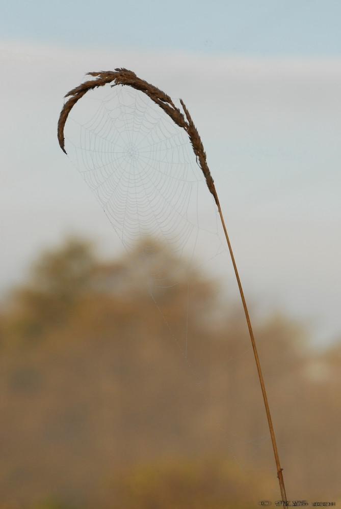 Spidernet in Morning Fog