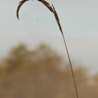 Spidernet in Morning Fog