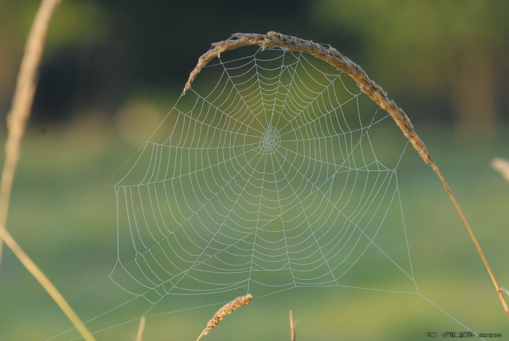 Spidernet in Morning Fog II