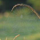 Spidernet in Morning Fog II