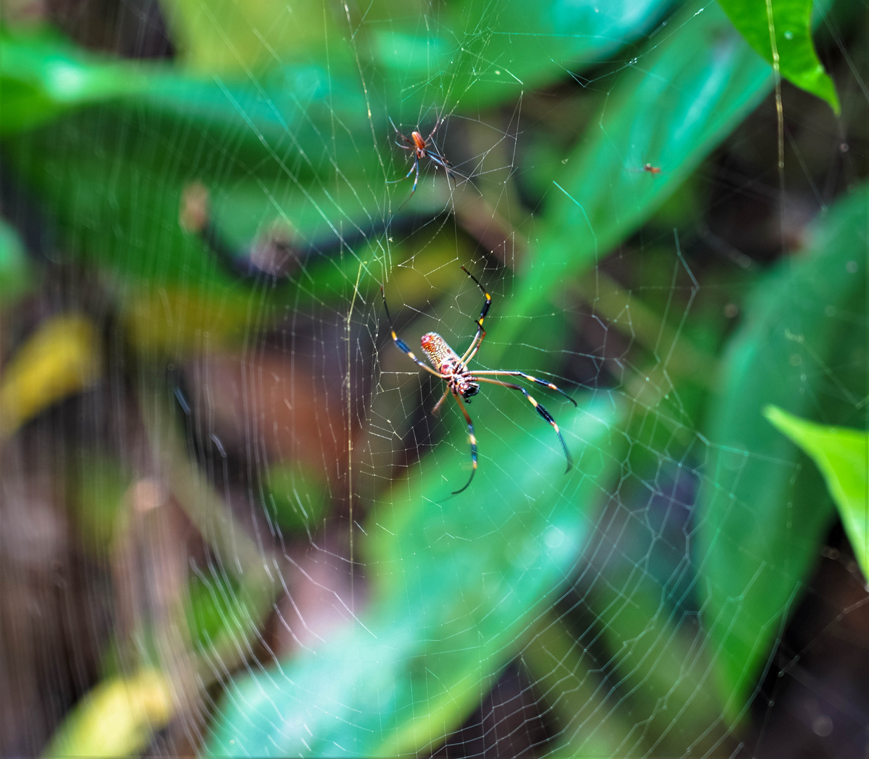 ..spiders.. Foto & Bild south america, tiere, wildlife Bilder auf