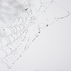 Spiders Diadem