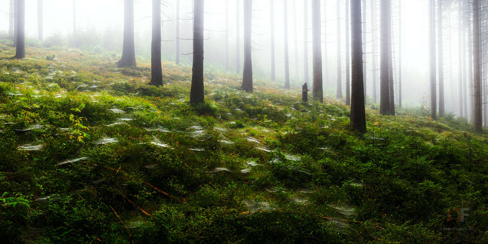 Spiders' forest