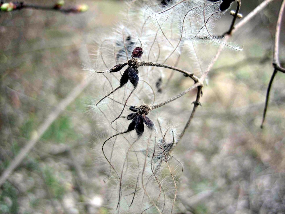 Spiders from Mars