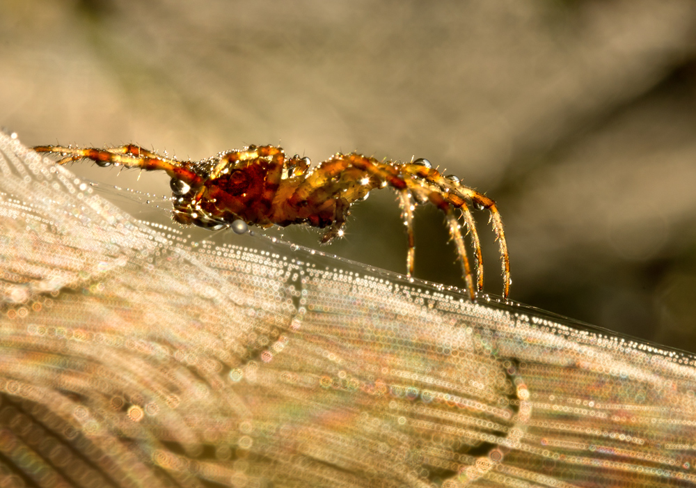 Spider's Galaxy