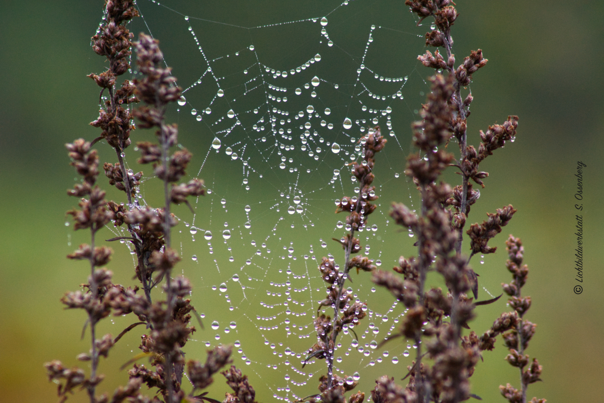 Spiders home