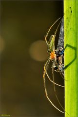 spiders kiss