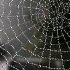 spider´s net