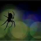 - spiders nightlife -