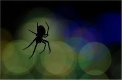 - spiders nightlife -