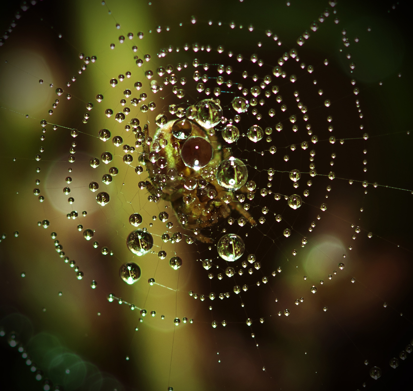 ~ Spider's Planetarium ~