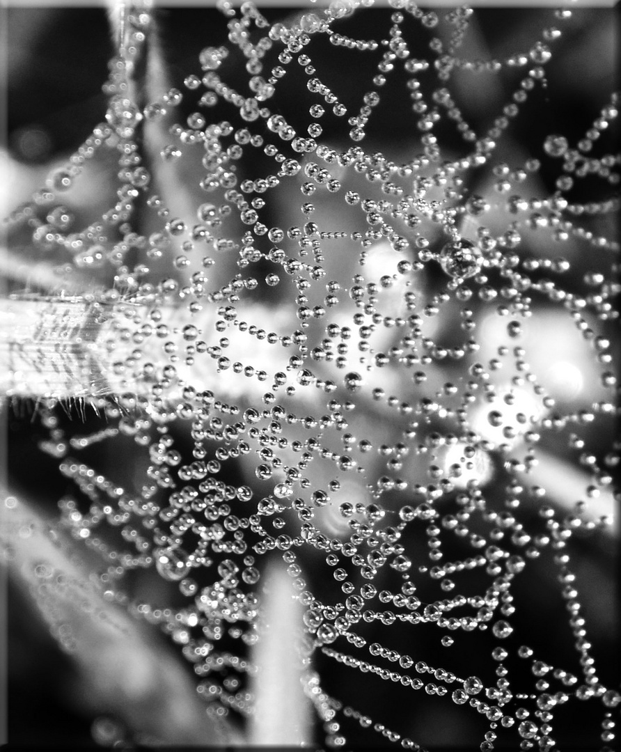 spider's web