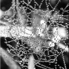 spider's web