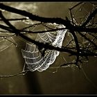 spider's web