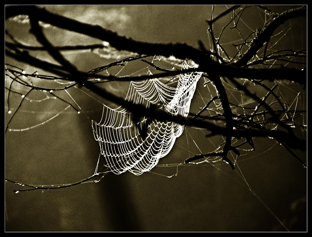 spider's web