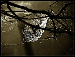 spider's web