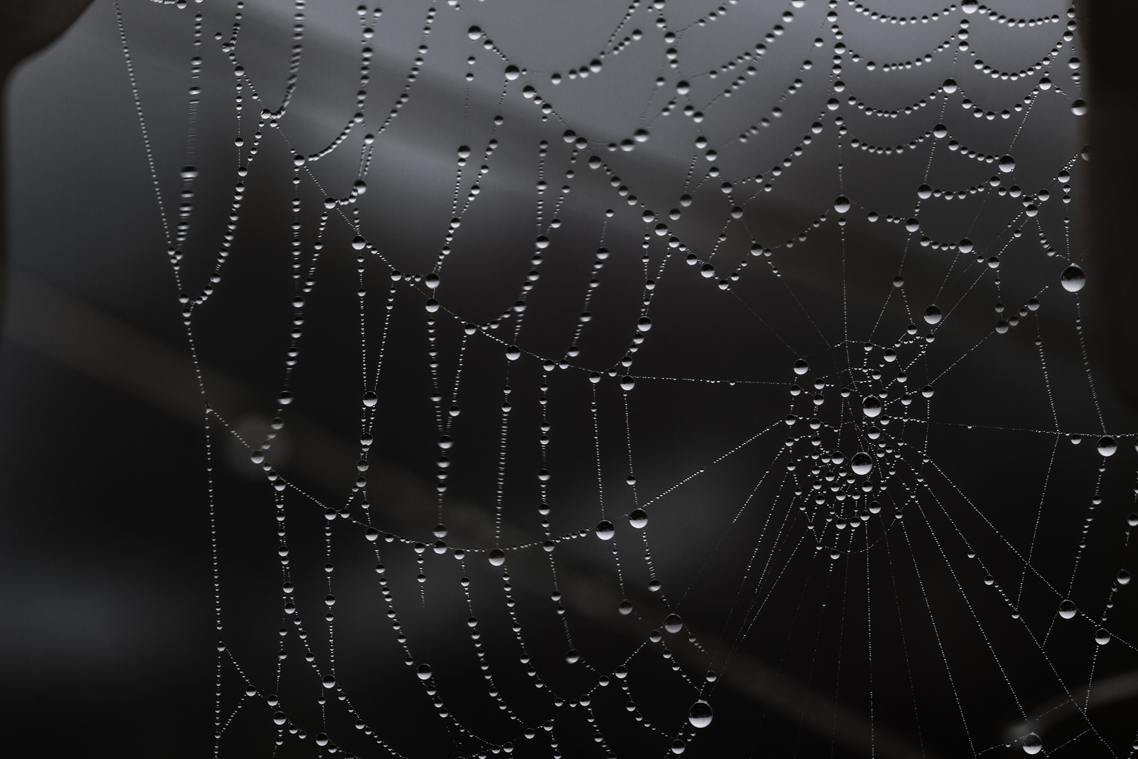 Spider´s Web