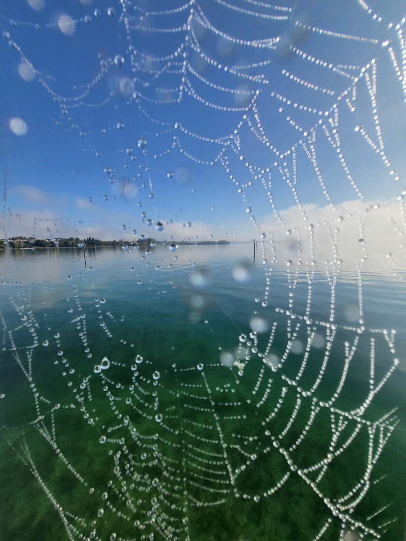 Spider's Web