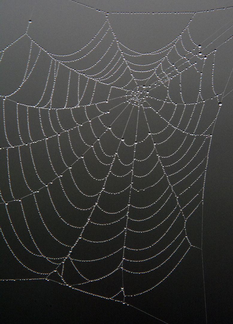 Spider's web