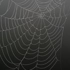 Spider's web