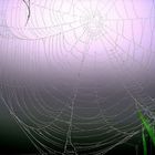 Spiders Web