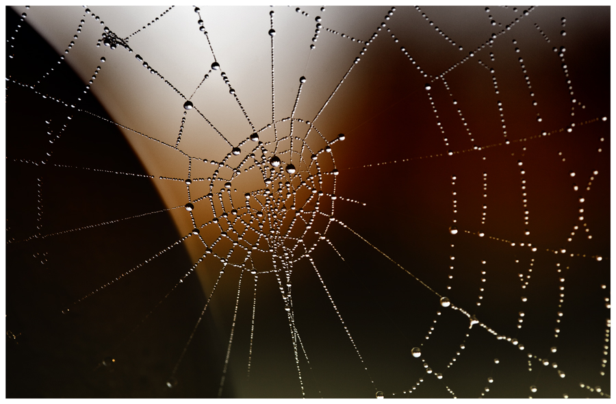 Spider's Web