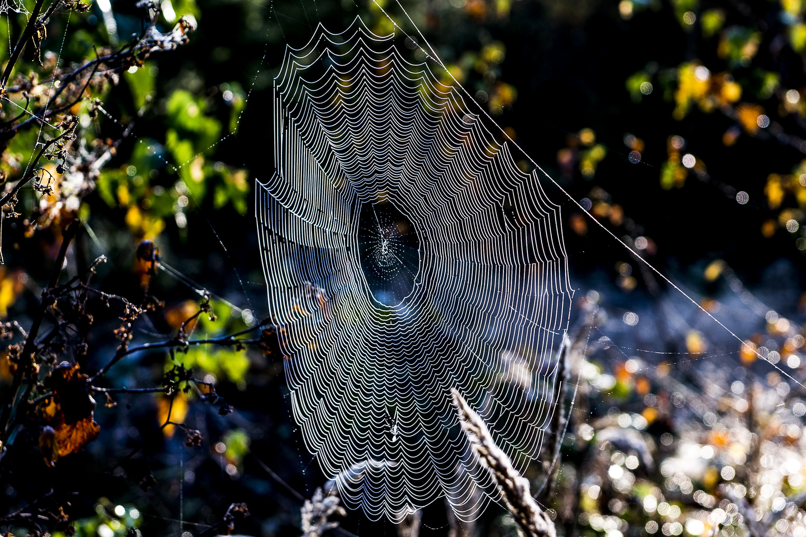 SPIDER'S WEB