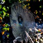 SPIDER'S WEB