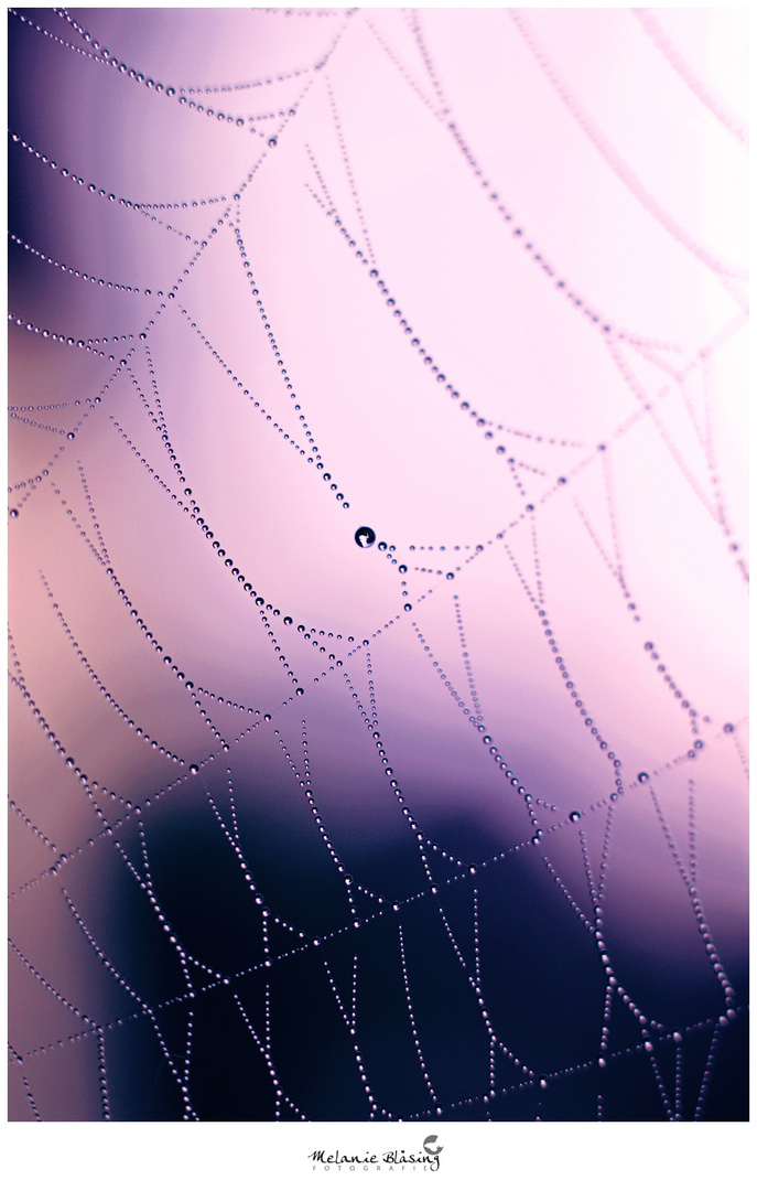 Spiders Web