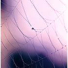 Spiders Web